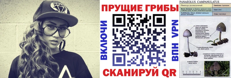 Псилоцибиновые грибы Psilocybine cubensis  закладка  Костомукша 
